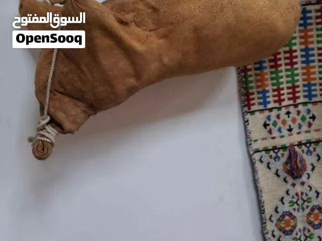هكتار للبيع في الباعيش