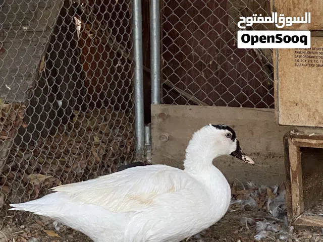 بط للبيع كبار