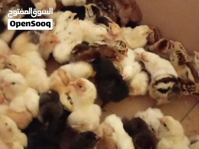 للبيع صيصان