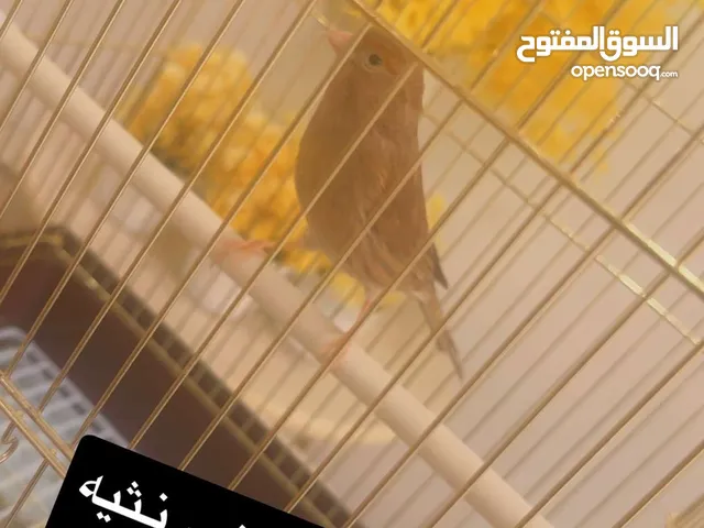 للبيع كناري ،ياسمين ،لوف بيرد مني