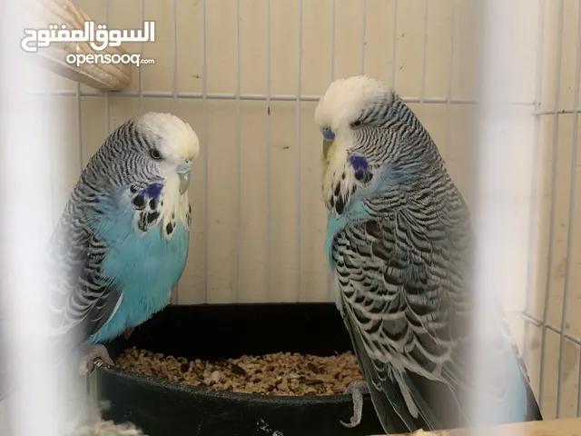 جوزين حب انجليزي