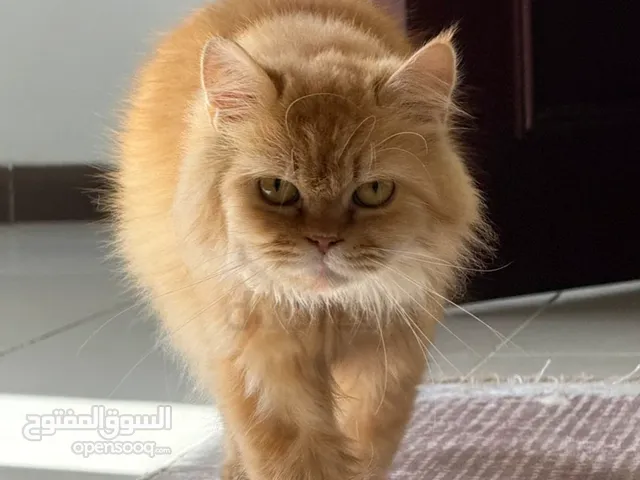 قطط شيرازي للبيع الام و انثا و ذكر صغار عمر شهر وشوي عمر الام سنه