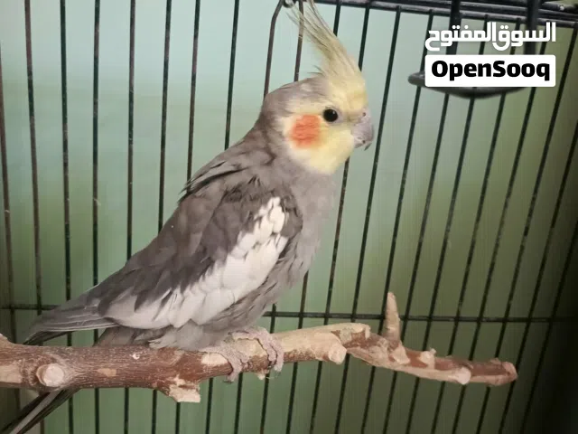 عصفور كوكتيل يغرد للبيع  السعر على الخاص لكن بدون قفص أقرأ الوصف