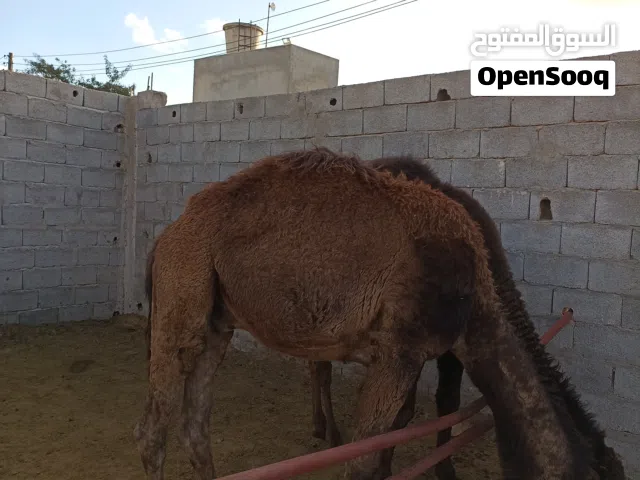 قعدان وطنيات للبيع السعر ساوم المكان تاجوراء