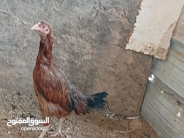 للبيع دجاج تهجين باكستاني بلدي
