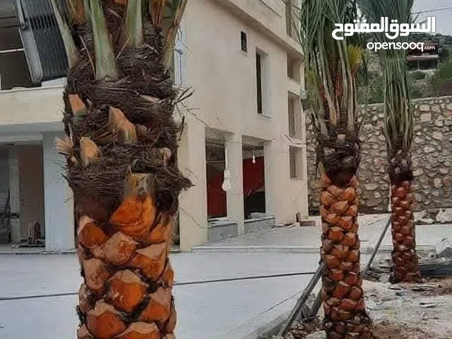 نخيل مثمر من مزارع الكرامه