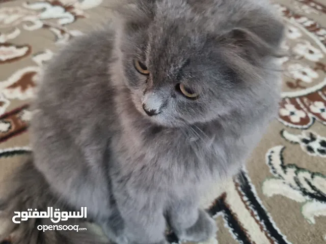 قطط اسكوتش فولد ميكس ذكر !!!