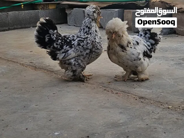 دجاجات للبيع نوعيتهن كوجي دجاجتين و ديج