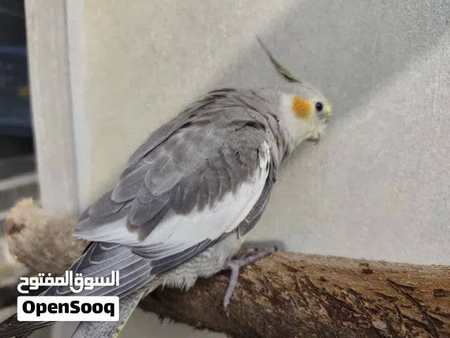 مفقود طير كوكتيل بالقرب من قرية الهملة ودمستان