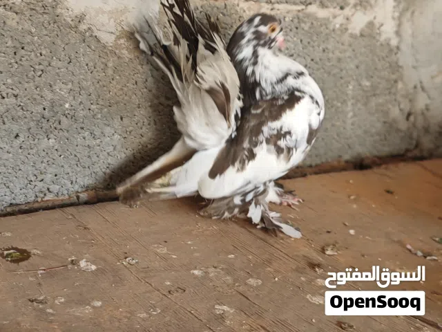 متاح طريف كيف جاهز ذكر ولا انثي الله أعلم