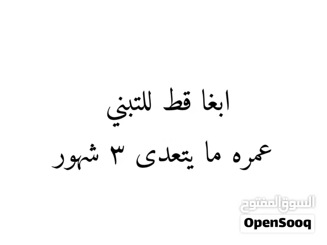 ابغا قط للتبني