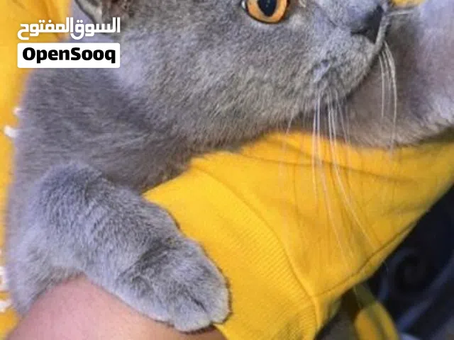 قطه سكوتش فولد