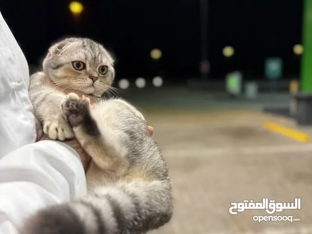 سكوتش فولد