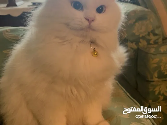 قط مكس شيرازي بيرشن ذكر