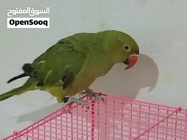 بغبغاء انثى وذكر ابيع أو قابل لمراوس أقره الوصف