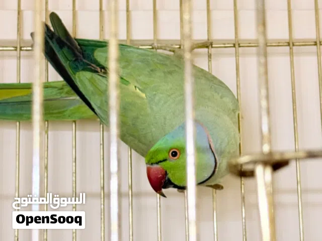 ببغاء دره