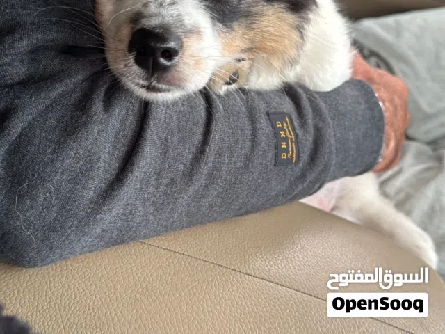 بومرينيان parti Color