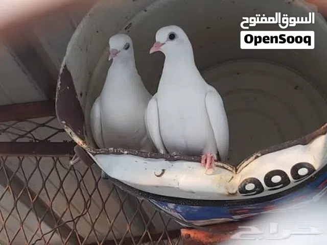 حمام الوقواق ابيض اللون