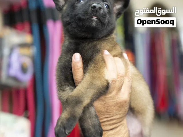 جرو بلجم مالينو مع جميع المطاعيم درايف عالي