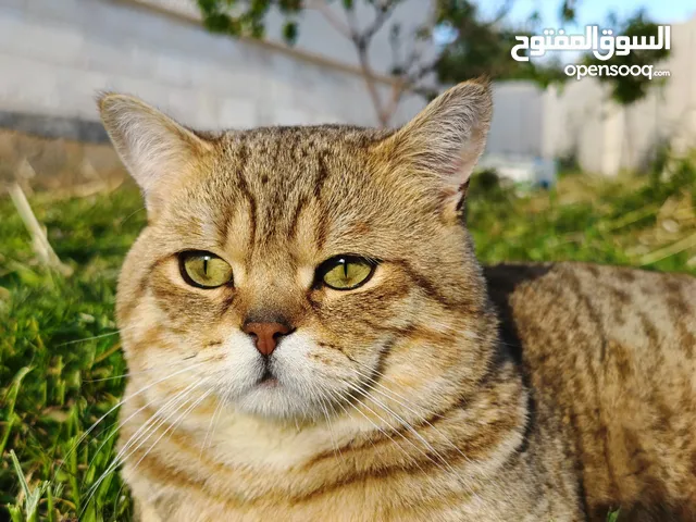 موجود ذكر سكوتش عمره سنه وشوي وطالب تزاوج مطلوب انثى لي تزاوج في جرش بدون مقابل مش للبيع او لتبني