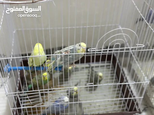 طيور الحب (ريمبو + تركيبات)