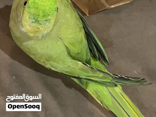 دره ذكر اليف و متكلم