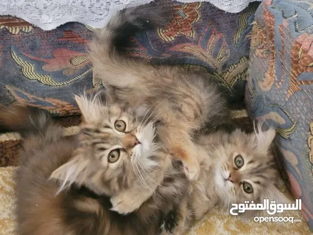 انثى تايقر عمره 4 اشهر أليفه ونظيفهة وصحتها ممتازة دبدوبهة
