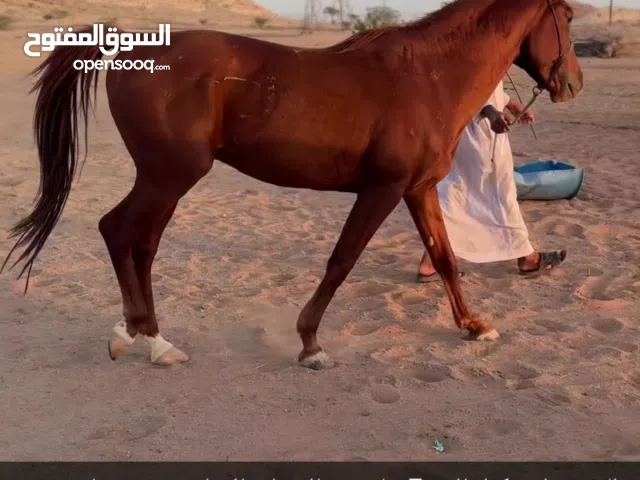 خيل عربي ج