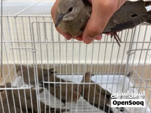 حمام بري للبيع