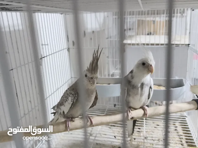 اربعه ازواج كوكتيل وايت فيس منتجه لللبيع
