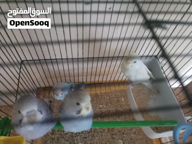 موجود اربع فراخ حب وانثايه فنجز للبيع