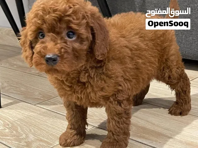 Adorable 12-Week-Old Poodle Puppies Ready for Their Forever Homes!