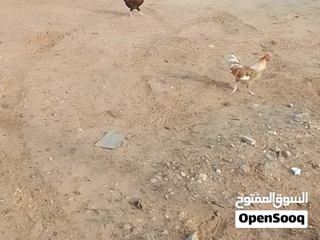 بسم الله الرحمن الرحيم زوز فراريج