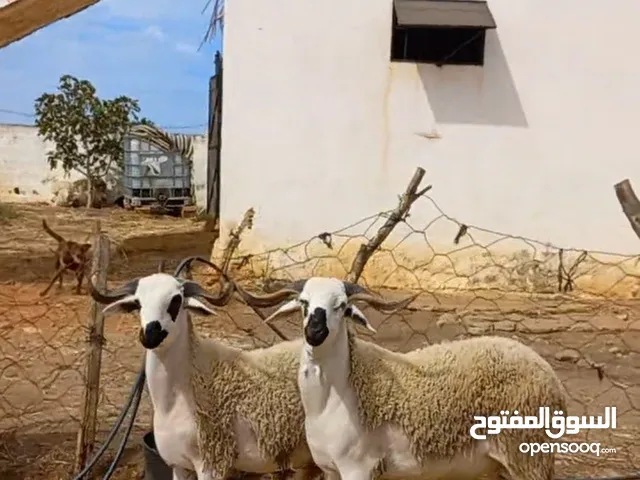 لبيع فحول ونعاج