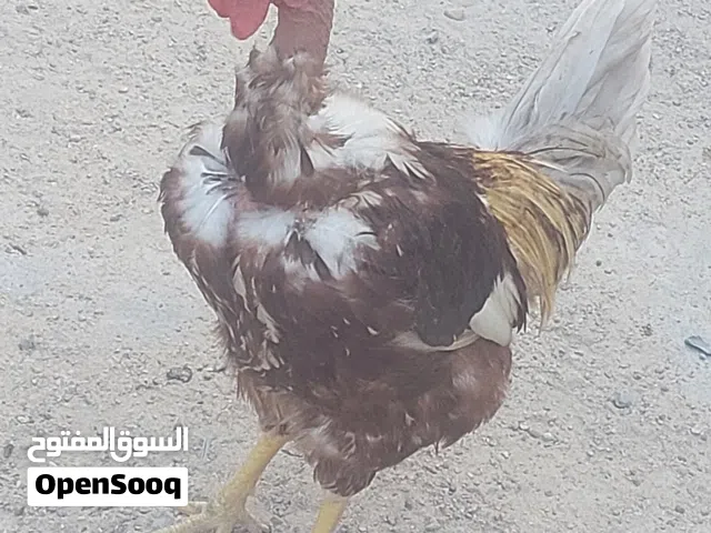 دجاج لبيع سعر ديك