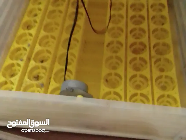 فقاسة بيض اتوماتيك