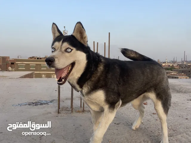 نتايه هاسكي سنه وشهرين
