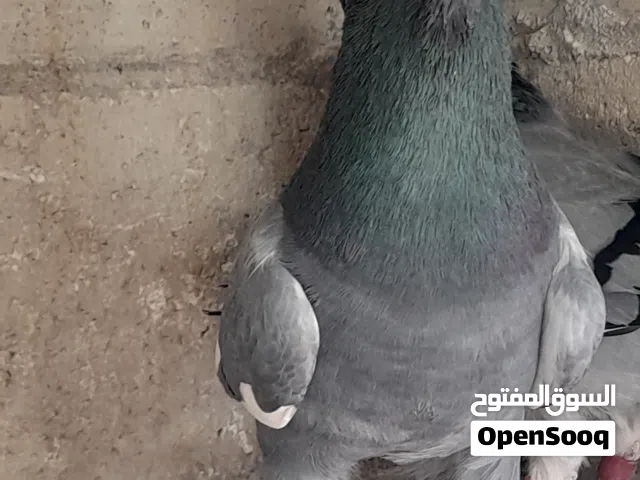 مطلوب حمام  مالتيز اصفر احمر ازرق