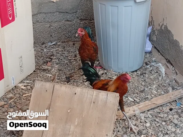 دياكه عمانيات