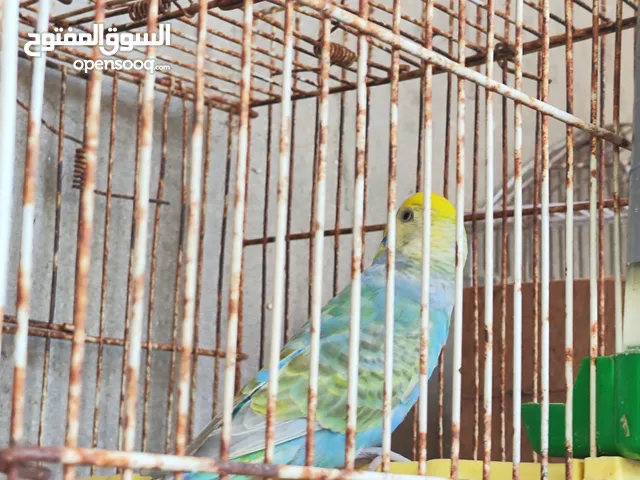 ذكر ريمبوا مشاء الله