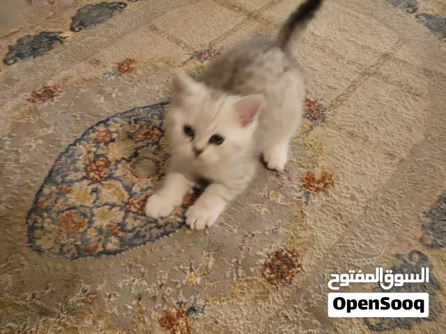 للبيع قطوه نثيه سكوتش ستريت