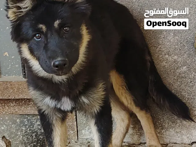 انثي جرمن عمر 4 شهور بلاك فيس