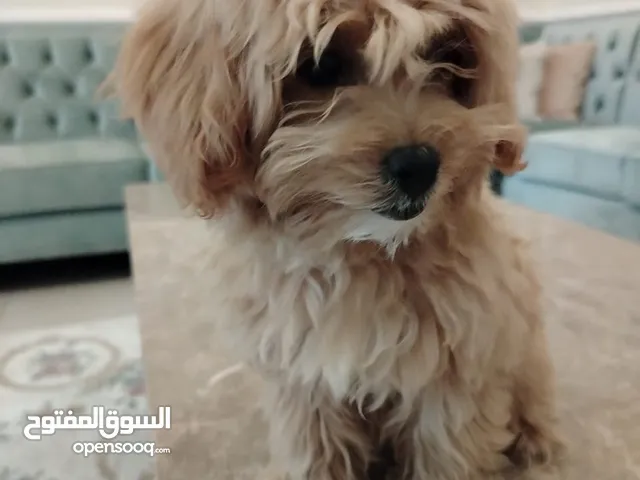 maltase puppy