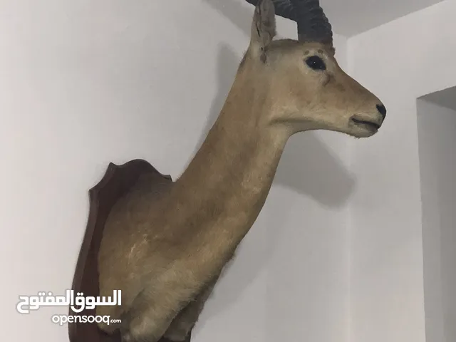 رأس غزالة محنط