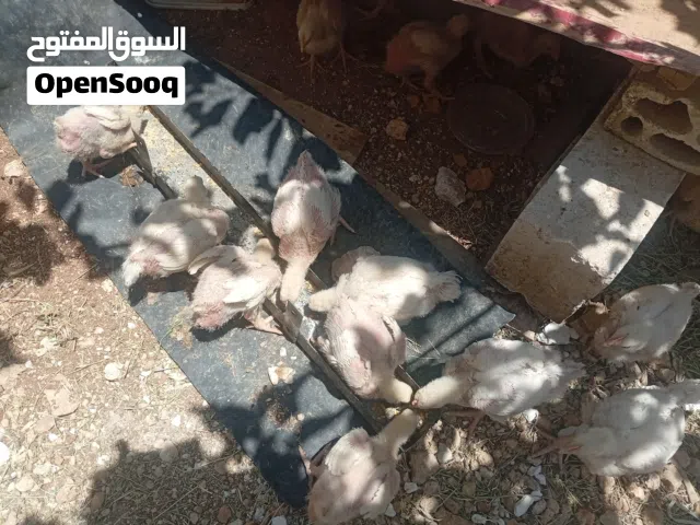 صوص لاحم عمر 23يوم