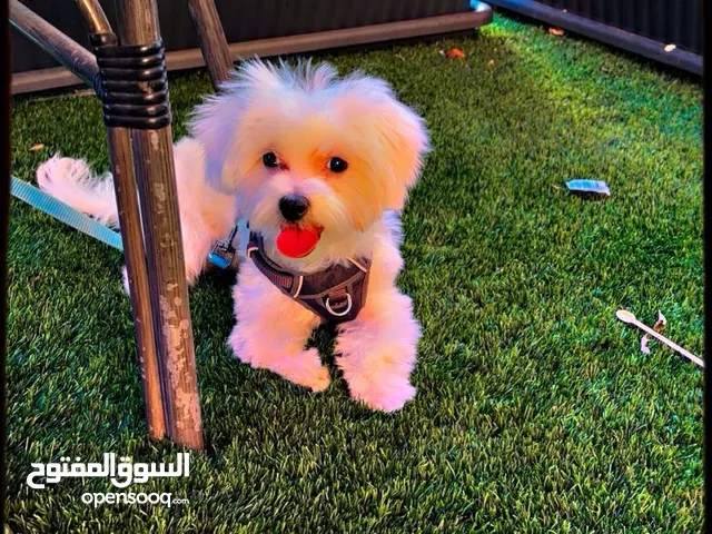 3500 شكل وا شكرن ال جميع