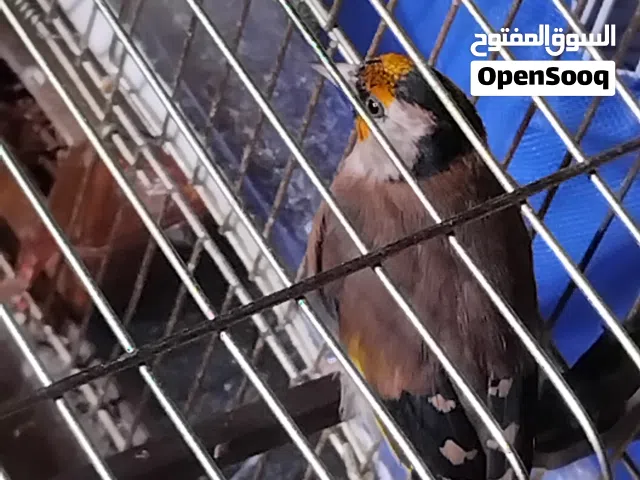 حسون فرخ السته  الماضية  هادي وحامي ولسى بفتح صوت