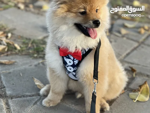 Pomeranian looking for a new home
