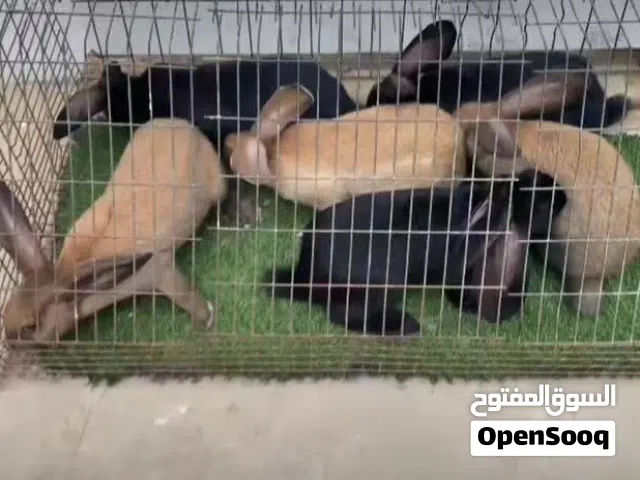 السلام عليكم  فرصة مميزة:زوز كوبيات بابيون عملاق كوبيه هجين للبيع