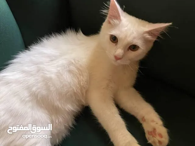 شيرازي بيضاء انثى